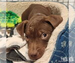 Small #13 Mutt