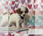 Small #1 Cavapoo