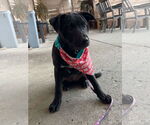 Small #12 American Pit Bull Terrier Mix