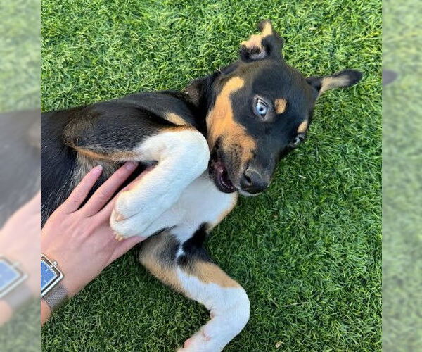 Medium Photo #3 Mutt Puppy For Sale in San Diego, CA, USA