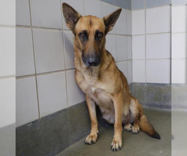 Medium Photo #1 German Shepherd Dog-Unknown Mix Puppy For Sale in San Antonio, TX, USA