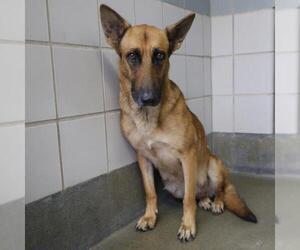 German Shepherd Dog-Unknown Mix Dogs for adoption in San Antonio, TX, USA