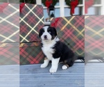 Small Photo #7 Australian Shepherd Puppy For Sale in VERMONTVILLE, MI, USA