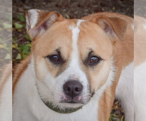 Jack Russell Terrier Dogs for adoption in Huntley, IL, USA