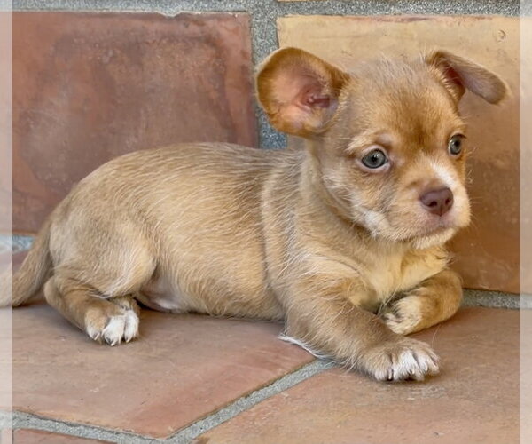 Medium Photo #3 Mutt Puppy For Sale in Lake Elsinore, CA, USA