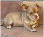 Small #2 Mutt
