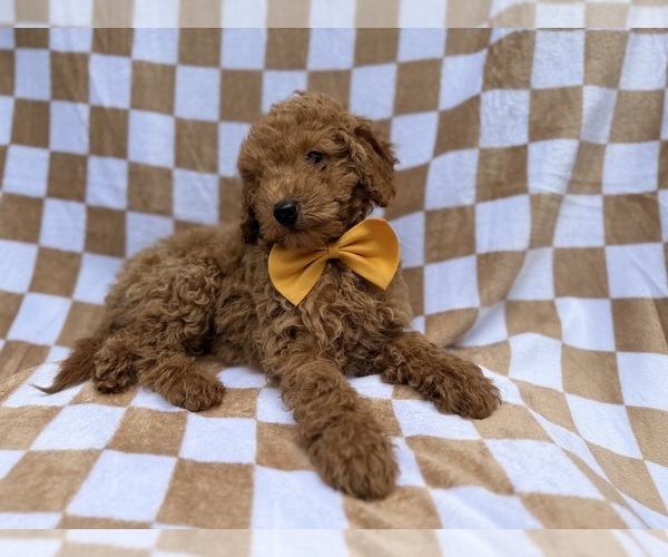 Medium Photo #5 Poodle (Miniature) Puppy For Sale in LAKELAND, FL, USA