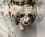 Small Maltipoo