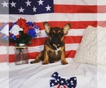 Small Photo #4 French Bulldog Puppy For Sale in MURRIETA, CA, USA