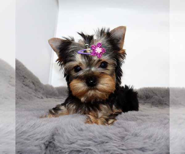 Medium Photo #4 Yorkshire Terrier Puppy For Sale in LOS ANGELES, CA, USA