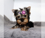 Small #3 Yorkshire Terrier
