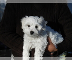 Small Photo #1 Coton de Tulear Puppy For Sale in COLUMBIA, MO, USA