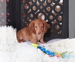 Small Dachshund