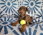 Puppy 5 Royal Blue Doberman Pinscher