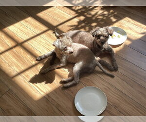 Ophelia Seraphine - Female Poodle (Miniature) Dog for Adoption - Photo #10