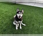 Small #1 Siberian Husky Mix