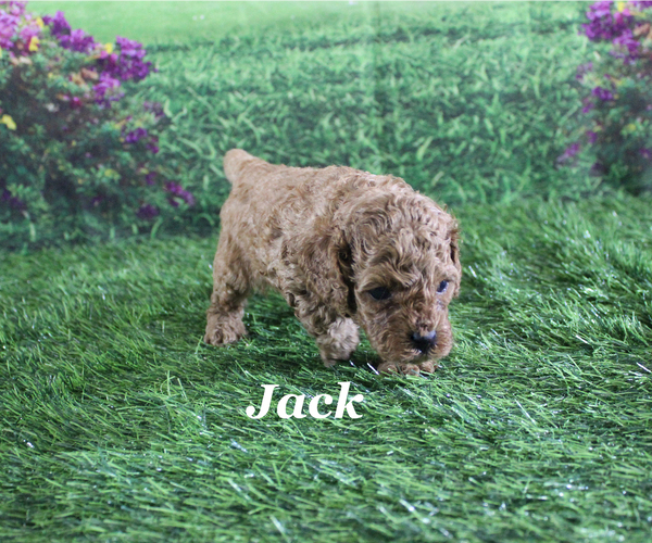 Medium Photo #6 Poodle (Toy) Puppy For Sale in CHANUTE, KS, USA