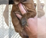 Small Photo #2 Rhodesian Ridgeback Puppy For Sale in OAK GLEN, CA, USA