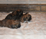 Small Photo #5 Shih Tzu Puppy For Sale in FRESNO, CA, USA