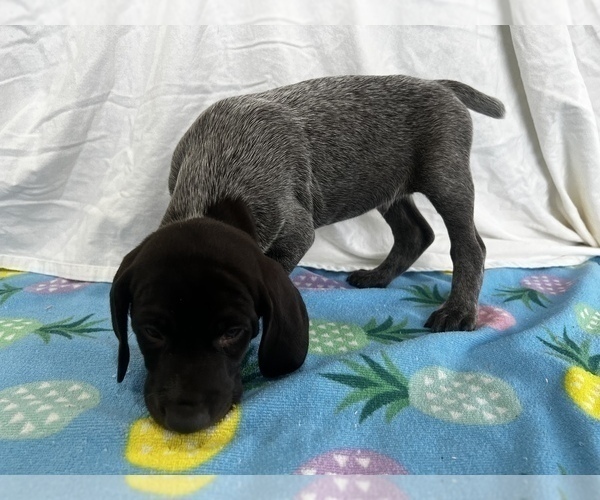 Full screen Photo #4 German Shorthaired Pointer Puppy For Sale in SANBORN, NY, USA