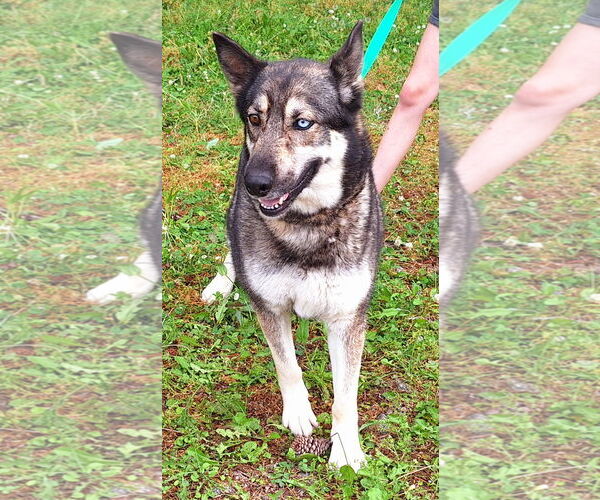 Medium Photo #4 Siberian Husky-Unknown Mix Puppy For Sale in Wetumpka, AL, USA