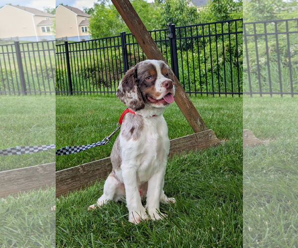 Medium Photo #3 Cocker Spaniel Puppy For Sale in Landenberg, PA, USA