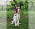 Small #2 Cocker Spaniel
