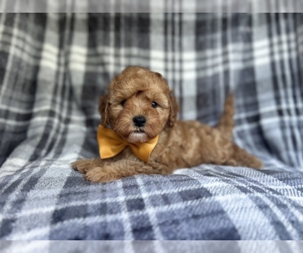 Medium Photo #5 Cavapoo Puppy For Sale in LAKELAND, FL, USA