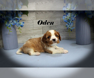 Cavalier King Charles Spaniel Puppy for sale in CHANUTE, KS, USA