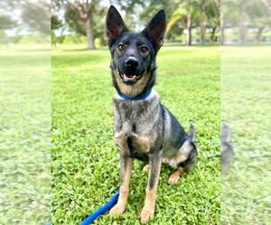 German Shepherd Dog Dogs for adoption in Vero Beach, FL, USA