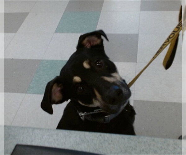 Medium Photo #1 German Shepherd Dog-Unknown Mix Puppy For Sale in Oklahoma City, OK, USA