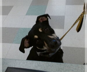 German Shepherd Dog-Unknown Mix Dogs for adoption in Oklahoma City, OK, USA