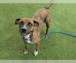 Small #1 American Pit Bull Terrier Mix
