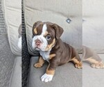 Small #1 Bulldog