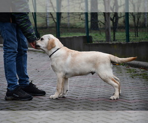 Labrador Retriever Puppy for sale in Dej, Cluj, Romainia