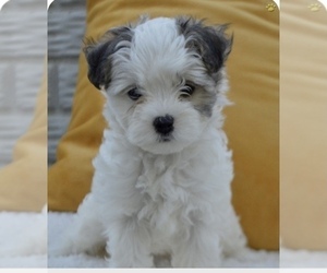 Medium Maltipoo