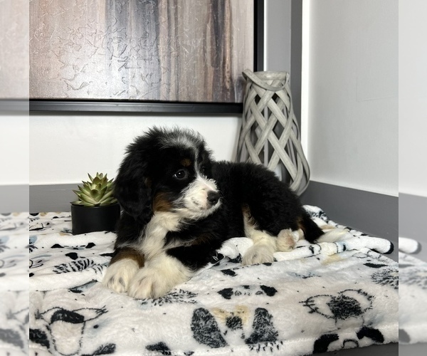 Medium Photo #5 Miniature Bernedoodle Puppy For Sale in FRANKLIN, IN, USA