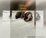 Puppy Orange Boxer