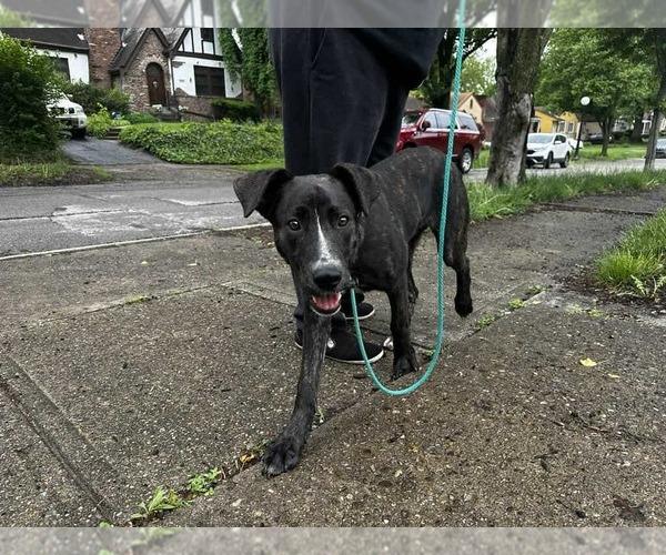 Medium Photo #18 American Staffordshire Terrier-Unknown Mix Puppy For Sale in Germantown, OH, USA