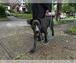 Small #17 American Staffordshire Terrier Mix