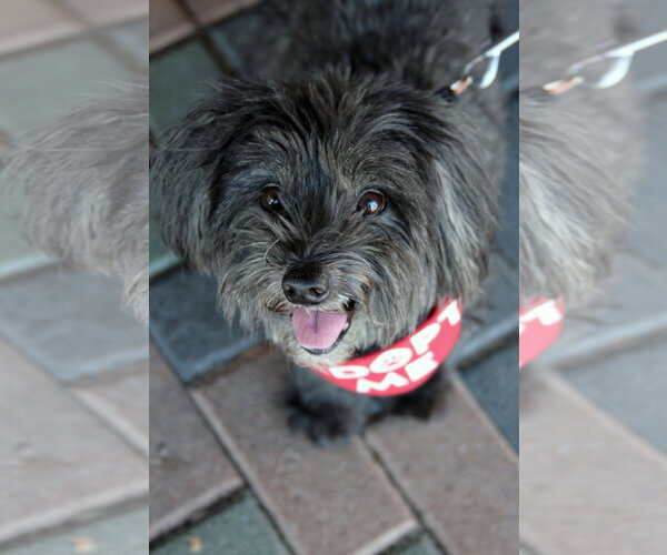 Medium Photo #6 Mal-Shi Puppy For Sale in Mission Viejo, CA, USA