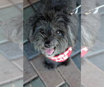 Small Photo #6 Mal-Shi Puppy For Sale in Mission Viejo, CA, USA