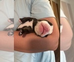 Small #4 Olde English Bulldogge