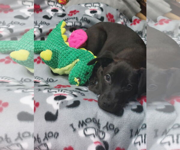 Medium Photo #2 Catahoula Leopard Dog-Labrador Retriever Mix Puppy For Sale in Sanford, FL, USA