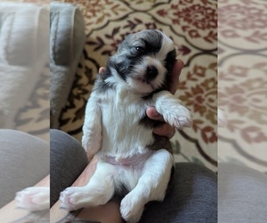 Shorkie Tzu Puppy for sale in HYATTSVILLE, MD, USA