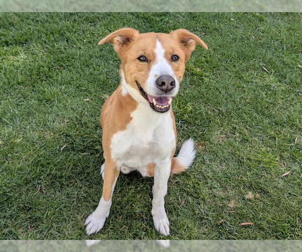 Medium Photo #1 Australian Shepherd Puppy For Sale in San Clemente, CA, USA
