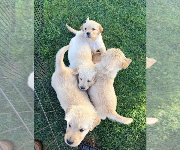 Medium Photo #17 Golden Retriever Puppy For Sale in PHOENIX, AZ, USA