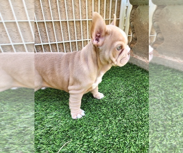 Medium Photo #13 French Bulldog Puppy For Sale in LAS VEGAS, NV, USA