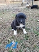 Small Photo #5 Great Pyredane Puppy For Sale in WOODVILLE, AL, USA