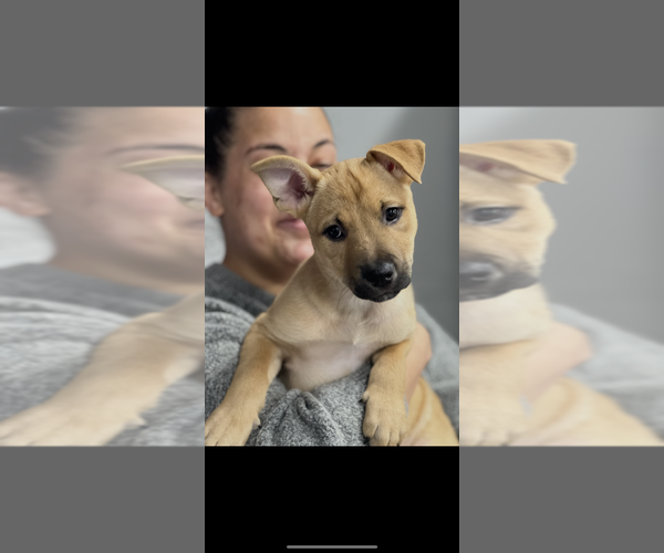 Medium Photo #5 Mutt Puppy For Sale in Dana Point, CA, USA